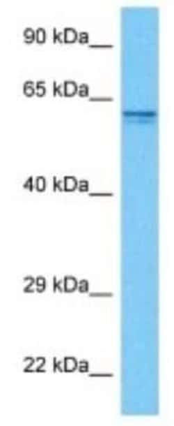 SMG9 Rabbit anti-Human, Polyclonal, Novus Biologicals 100 &mu;g | Buy Online | Novus Biologicals | Fisher Scientific